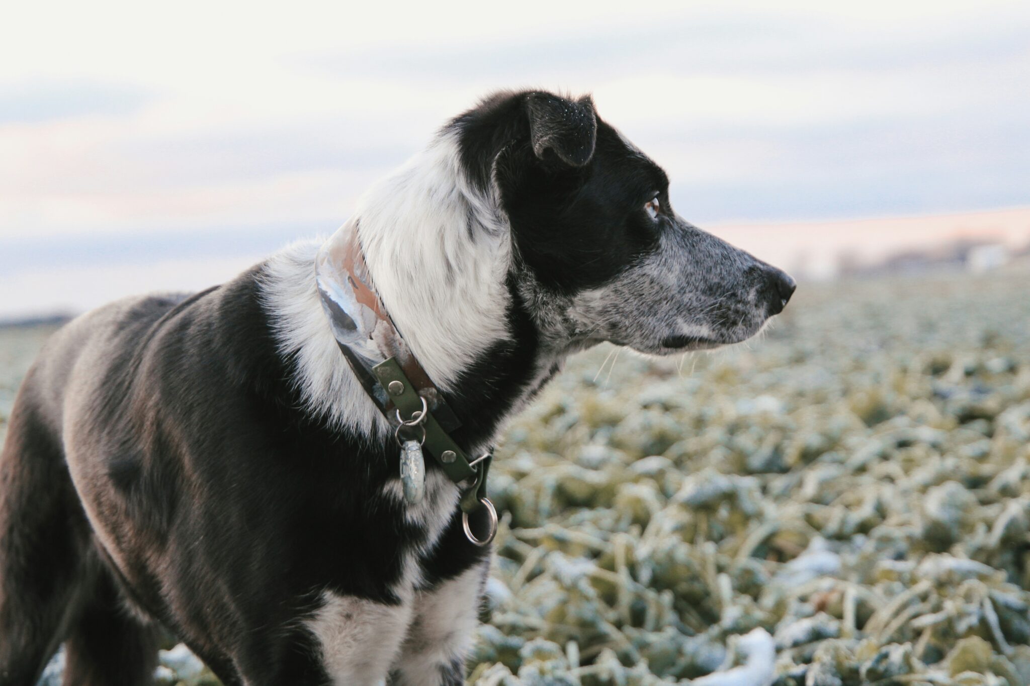 Pet Collars & Leashes